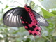 thumbnail for Atrophaneura semperi underside