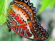 Cethosia biblis