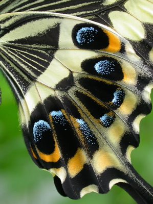 close up of hindwing of Papilio ophidicephalus