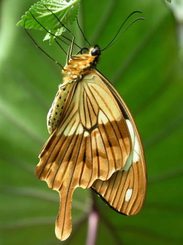mocker swallowtail underside mimiking a leaf