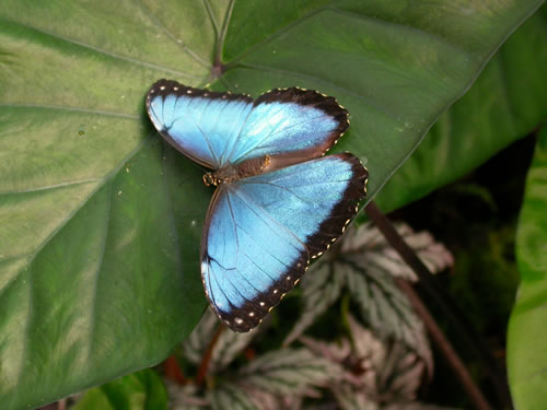 Blue Morpho basking