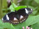 thumbnail diadem female