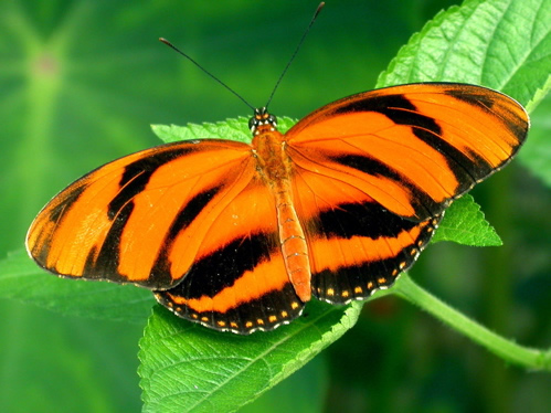 A Longwing-Fritillary intermediate