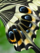 close up emperor swallowtail