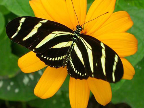 a social butterfly