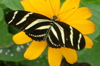 Zebra thumbnail