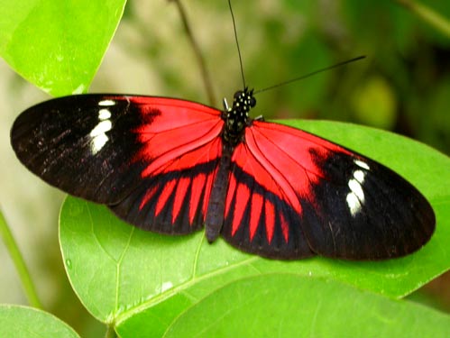 named after its behaviour of visiting its nectar plants