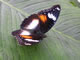 Eggfly