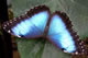 thumbnail Blue Morpho front
