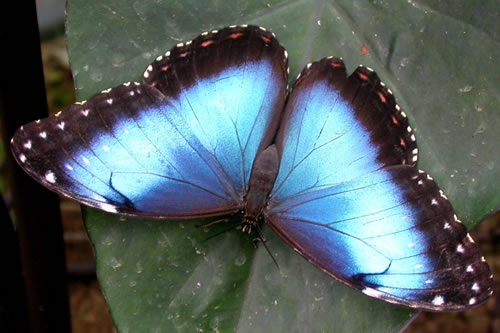 Blue Morpho jewel of the forest