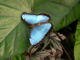 thumbnail Blue Morpho basking