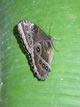 Thumbnail Morpho underside