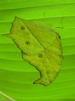 Mother of Pearl is one of the few butterflies mimicking a green leaf