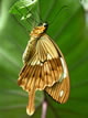 The Mocker Swallowtail is a superb example of mimicry