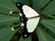 thumbnail Mocker swallowtail