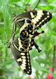 emperor_swallowtail_pairing