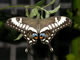 thumbnail for Papilio for ophidcephalus