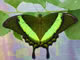 Green-banded Swallowtail thumbnail