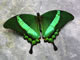thumbnail for Green-banded swallowtail basking