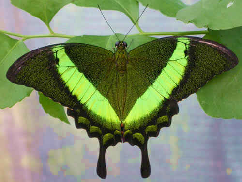 frontal view of green-banded swallowtail