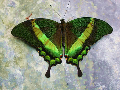 the beautiful moss-green mottling on Papilio palinurus