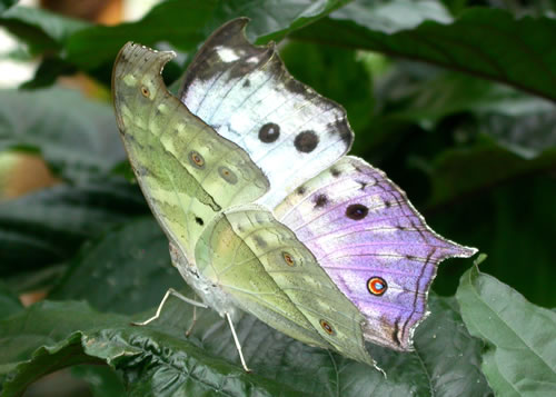 Mother of Pearl butterfly