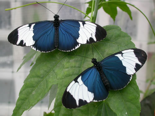 The caterpillars of Sapho feed on only one species of vine.