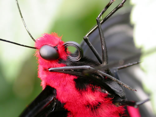 Atrophaneura semperi showing the alien-like eyes and strap-shaped proboscis
