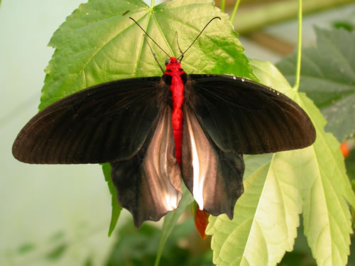 The menacing Male Atrophaneura semperi