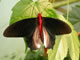 thumbnail for male Atrophaneura semperi