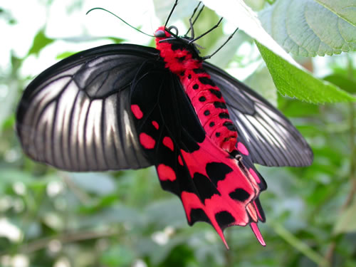 majestic female Atrophaneura semperi