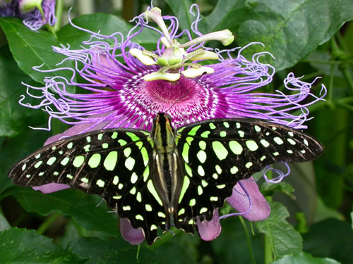 Tailed Jay butterfly