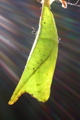 thumbnail for Tailed Jay pupa
