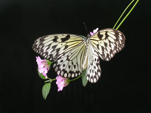 A canopy flyer Idea leuconoe