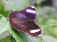 thumbnail Diadem male