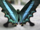 Thumbnail Green-banded Swallowtail view from behind