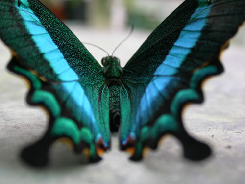 blue sheen of palunrus from behind