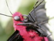 thumbnail for Atrophaneura semperi head