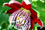 Plant Gallery thumbnail