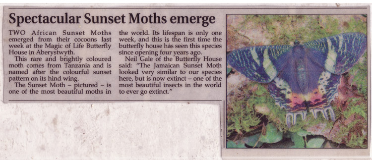 Cambrian News article sunset moth