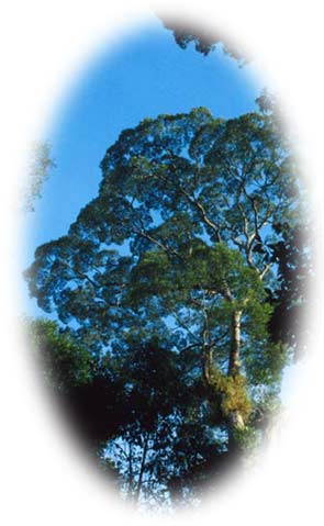 Bornean rain forest tree