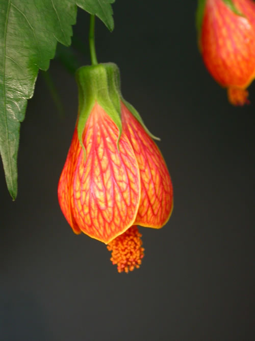  A hardy abutilon?