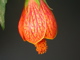 An Abutilon from Chile