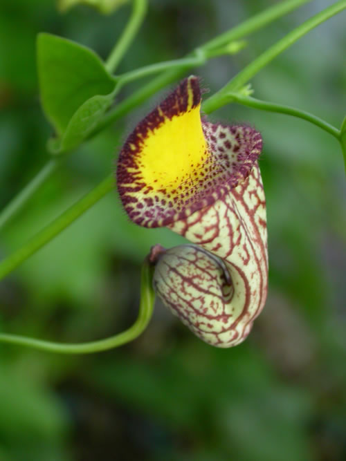 looks like a pitcher plant