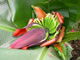 bananas are pollinated by bats