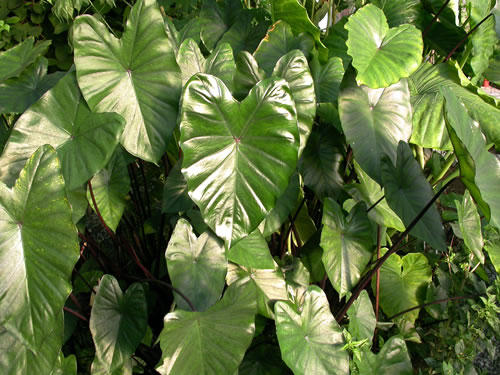 A tropical food crop
