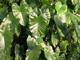 edible taro