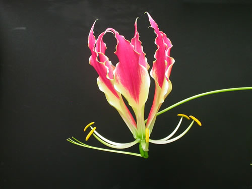 Sunbird pollination