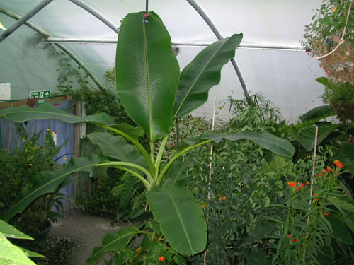 Fastest growing plant?