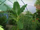 Bananas are giant herb